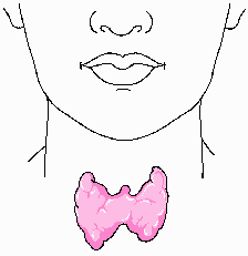 Thyroid Gland